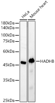 HADHB Polyclonal Antibody