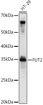FUT2 Polyclonal Antibody