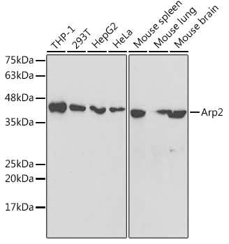 Arp2 Polyclonal Antibody