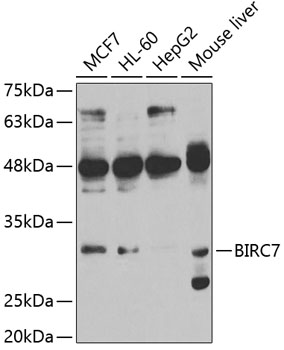 BIRC7 Polyclonal Antibody