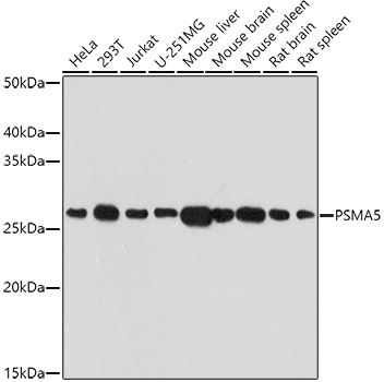 PSMA5 Polyclonal Antibody