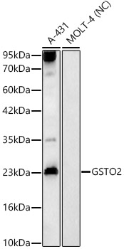 GSTO2 Polyclonal Antibody