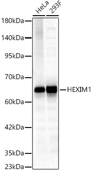 HEXIM1 Polyclonal Antibody