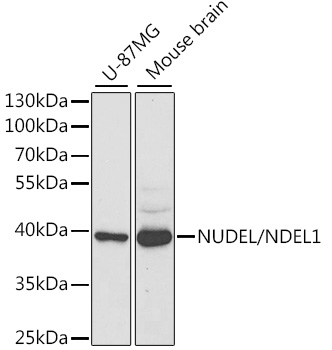 NUDEL/NDEL1 Polyclonal Antibody