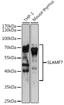 SLAMF7 Polyclonal Antibody