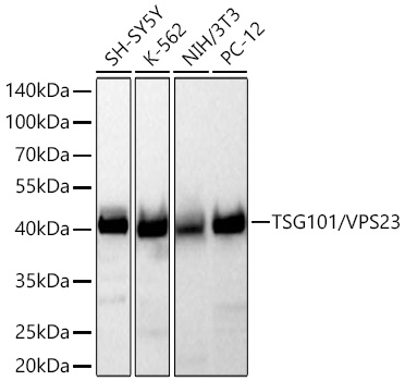 TSG101/VPS23 Monoclonal Antibody [4T4W6]