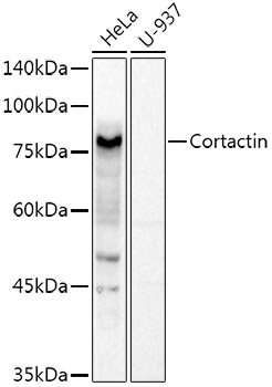 Cortactin Polyclonal Antibody