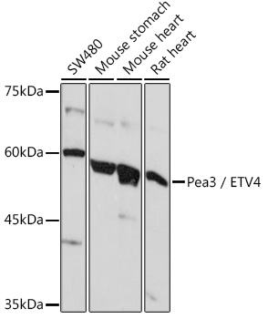 Pea3 / ETV4 Polyclonal Antibody