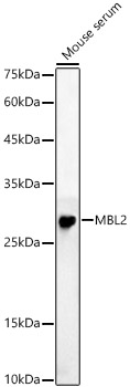 MBL2 Polyclonal Antibody