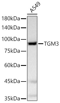 TGM3 Polyclonal Antibody