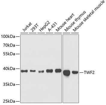 TWF2 Polyclonal Antibody