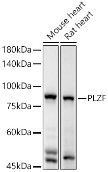 PLZF Polyclonal Antibody