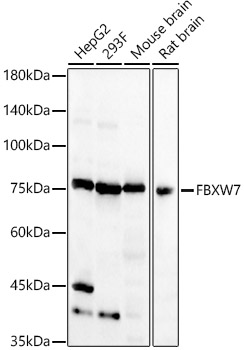 FBXW7 Polyclonal Antibody