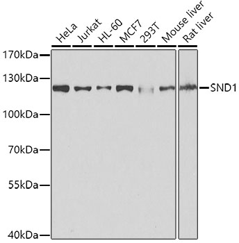 SND1 Polyclonal Antibody
