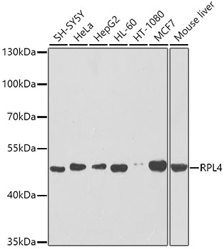 RPL4 Polyclonal Antibody