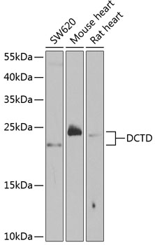 DCTD Polyclonal Antibody