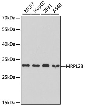 MRPL28 Polyclonal Antibody