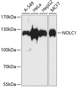NOLC1 Polyclonal Antibody