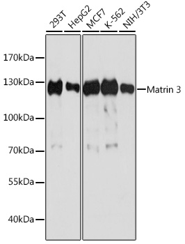 Matrin 3 Polyclonal Antibody