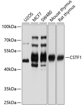 CSTF1 Polyclonal Antibody