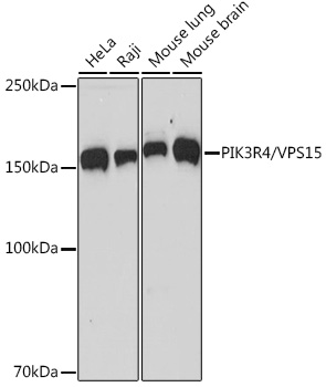 PIK3R4/VPS15 Monoclonal Antibody [5J3U5]