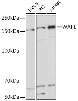 WAPL Monoclonal Antibody [3Q4G1]