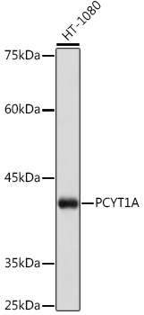 PCYT1A Monoclonal Antibody [1D9L4]