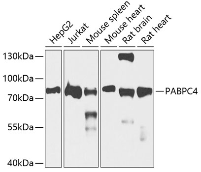 PABPC4 Polyclonal Antibody