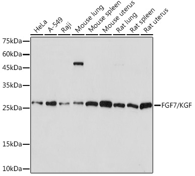 FGF7/KGF Monoclonal Antibody [4L2O8]