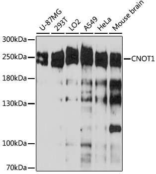 CNOT1 Polyclonal Antibody