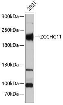 ZCCHC11 Polyclonal Antibody