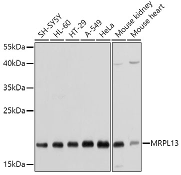 MRPL13 Polyclonal Antibody