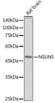 NSUN5 Polyclonal Antibody