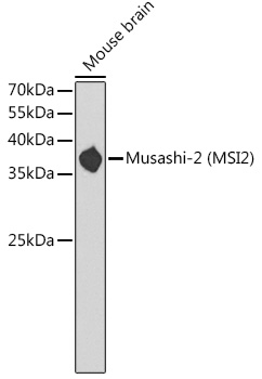 Musashi-2 (MSI2) Polyclonal Antibody