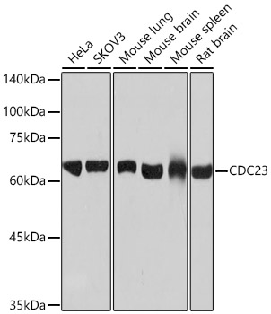 CDC23 Monoclonal Antibody [1Q2I3]