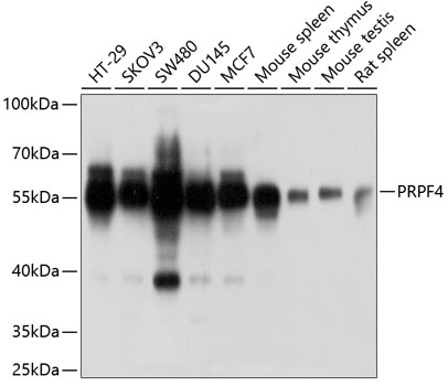 PRPF4 Polyclonal Antibody