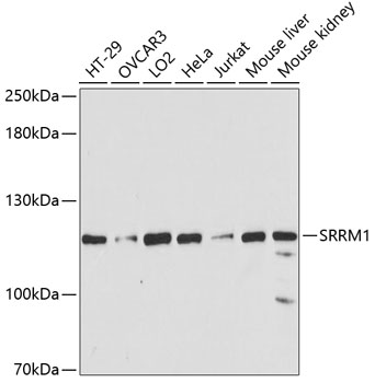 SRRM1 Polyclonal Antibody