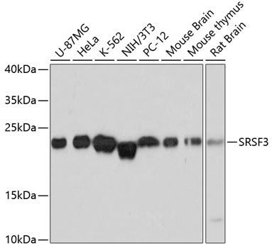 SRSF3 Polyclonal Antibody