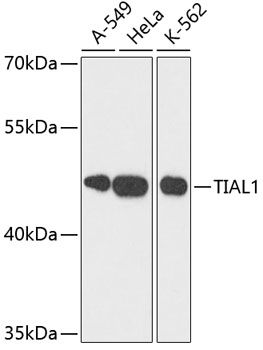 TIAL1 Polyclonal Antibody