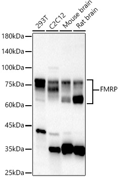 FMRP Polyclonal Antibody