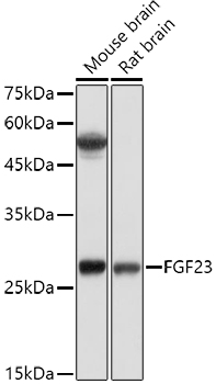 FGF23 Polyclonal Antibody