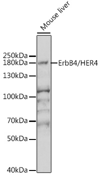 ErbB4/HER4 Polyclonal Antibody