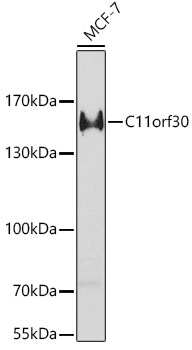 C11orf30 Polyclonal Antibody