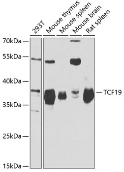 TCF19 Polyclonal Antibody