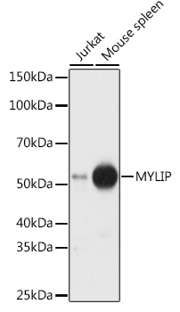 MYLIP Polyclonal Antibody