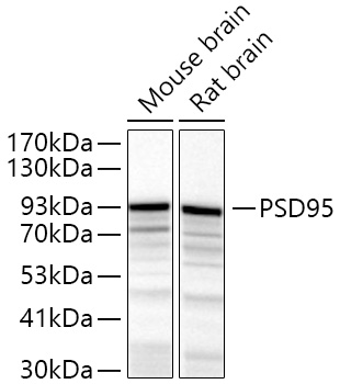 PSD95 Polyclonal Antibody