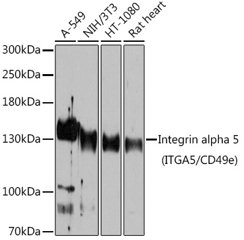 Integrin alpha 5 (ITGA5/CD49e) Polyclonal Antibody