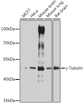 Gamma-Tubulin Polyclonal Antibody