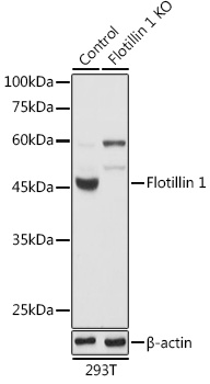 Flotillin 1 Polyclonal Antibody