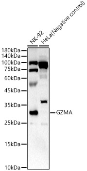 GZMA Polyclonal Antibody